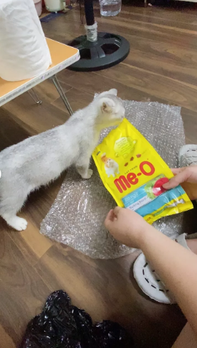 Thức ăn hạt cho mèo trưởng thành Me-O Cat Tuna 350g - Thức ăn khô dinh dưỡng, giàu protein, không chất bảo quản, vị cá ngừ thơm ngon