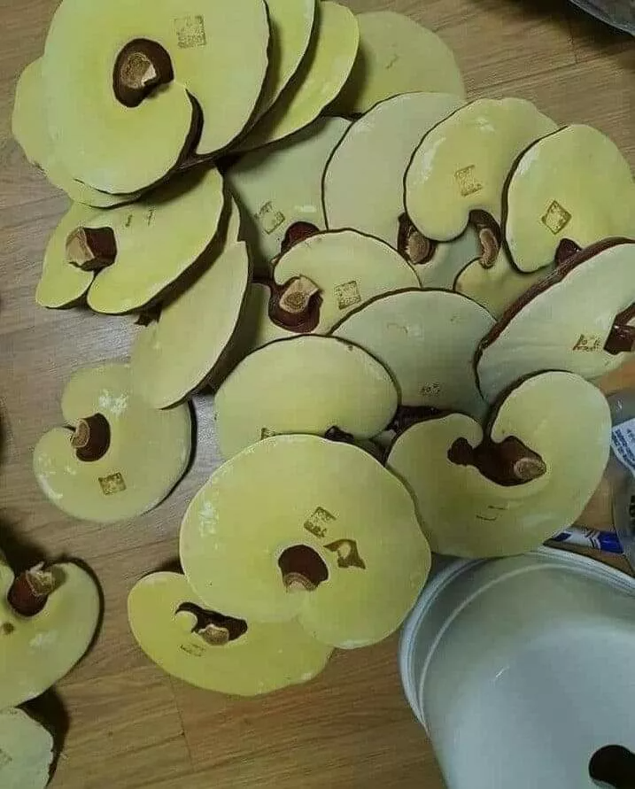 Nấm linh chi Imsil Nonghuyp sạch - Tăng cường sức khỏe, hỗ trợ bồi bổ & nâng cao đề kháng - Sản phẩm tiêu chuẩn Korea GAP