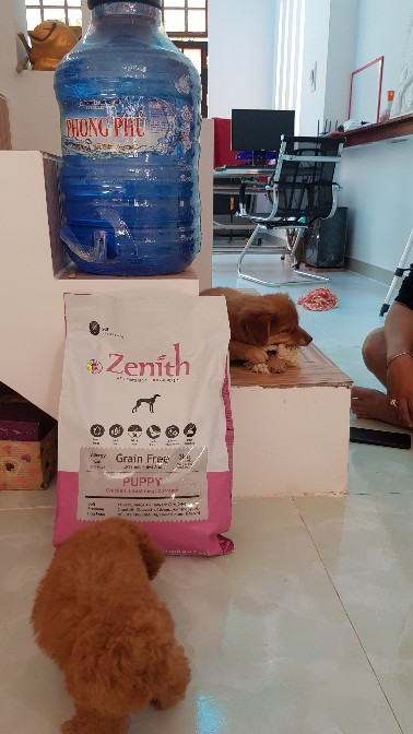 Thức ăn hạt mềm cho chó con Zenith 1.2kg - Dinh dưỡng tối ưu cho thú cưng, hỗ trợ tiêu hóa và phát triển khỏe mạnh