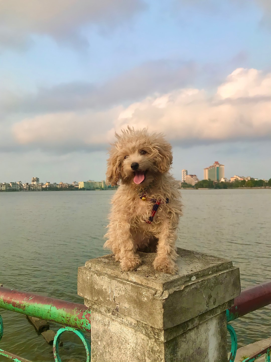 Thức ăn hạt cho chó SmartHeart Puppy Beef & Milk Flavor 1.5kg - Dinh dưỡng cho chó con, hỗ trợ phát triển khỏe mạnh, hương vị bò và sữa hấp dẫn