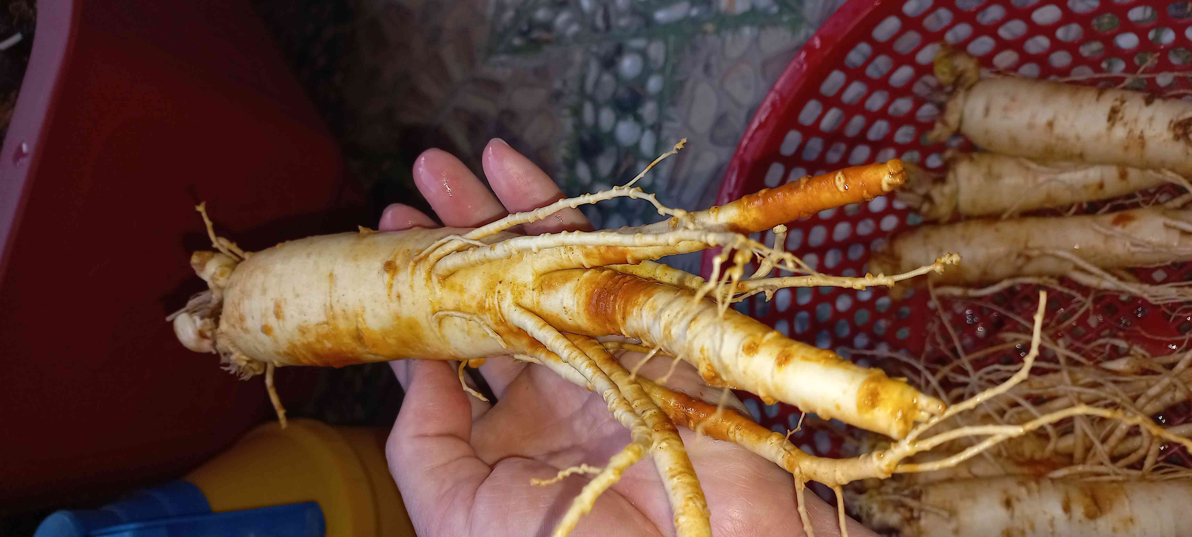 Sâm Tươi Hàn Quốc 6 Năm Tuổi 8 Củ 1kg Loại 1 - Tăng Cường Sức Khỏe & Cải Thiện Tinh Thần - Thực Phẩm Chức Năng Chất Lượng Cao