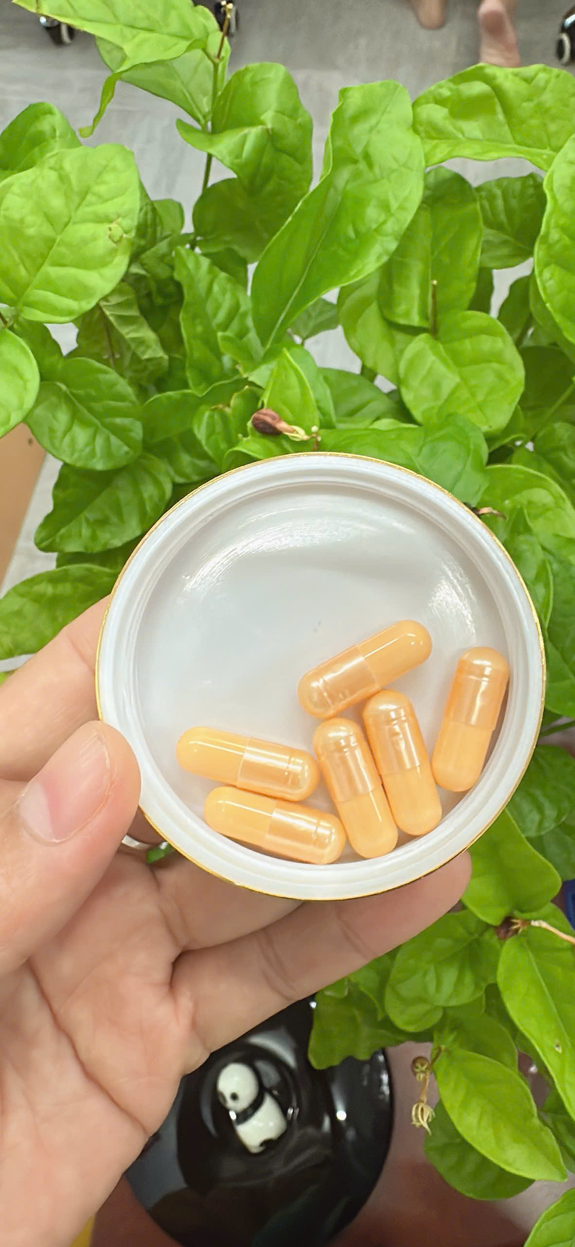 Viên Uống Yến Sào Trẻ Hóa Da Đa Tầng Nest Beauty - Công Thức Úc, Bổ Sung Collagen, Glutathione, Dưỡng Da Từ Gốc Rễ, 90 Viên/Hộp