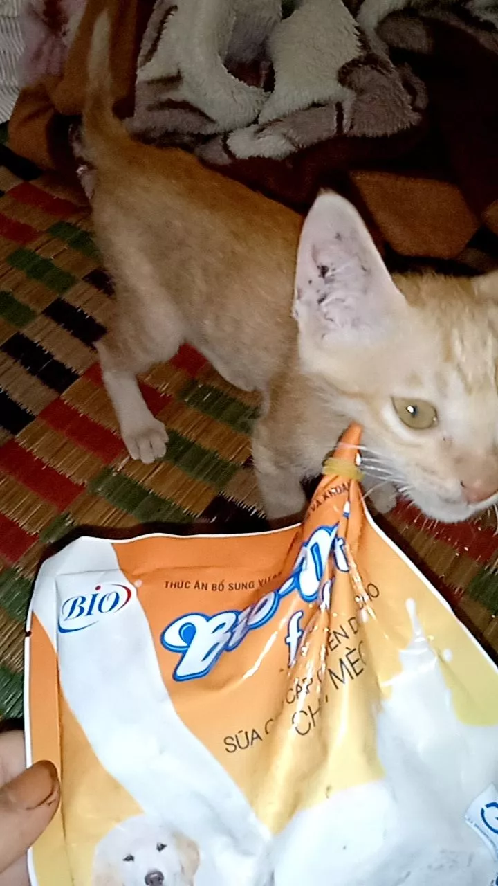 Sữa Bột Dành Cho Chó Mèo Bio Milk - Dinh Dưỡng Cân Đối Giống Như Sữa Mẹ, Hỗ Trợ Phát Triển Khỏe Mạnh Cho Thú Cưng 100g