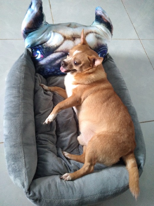 Nệm 3D Dễ Thương Cho Thú Cưng Dưới 8kg - Giúp Giữ Ấm, Ngủ Ngon, Thiết Kế Nhung Mềm Mại, Dễ Vệ Sinh, Kích Thước 45x55x15cm