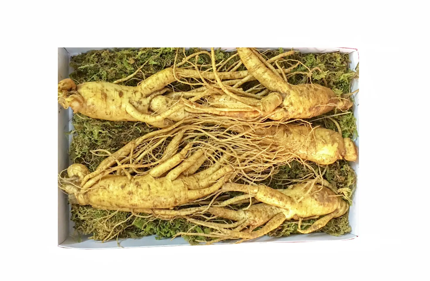 Sâm Tươi Hàn Quốc 6 Năm Tuổi - 5 Củ 1kg Loại 1 Chất Lượng Cao, Hỗ Trợ Sức Khỏe, Giàu Vitamin & Khoáng Chất