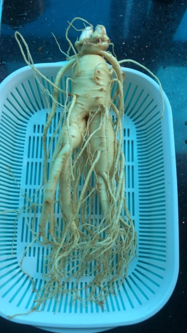 Sâm Tươi Hàn Quốc 6 Năm Tuổi - 5 Củ 1kg Loại 1 Chất Lượng Cao, Hỗ Trợ Sức Khỏe, Giàu Vitamin & Khoáng Chất