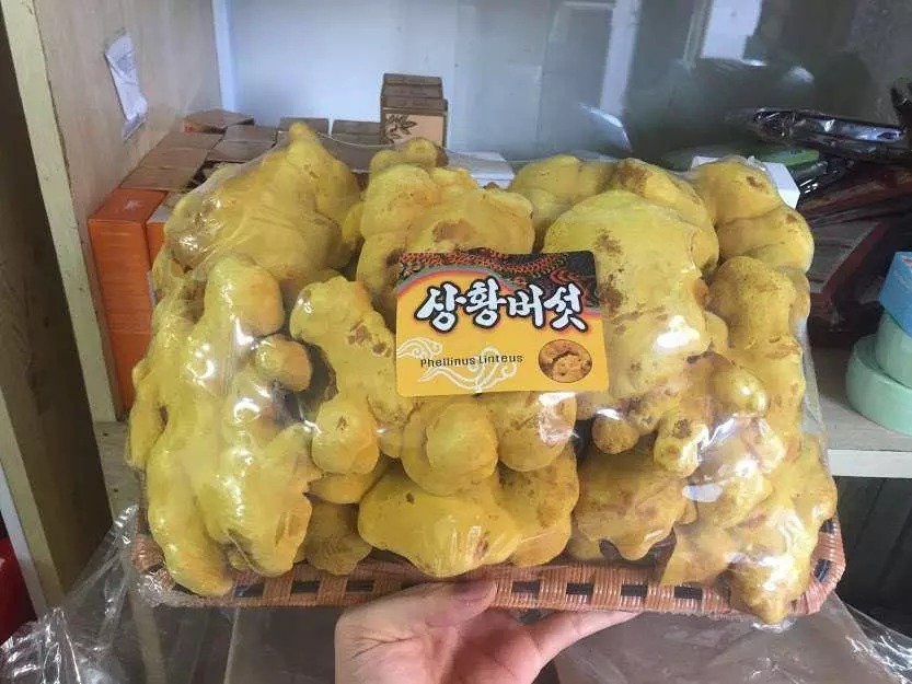 Khay Nấm Linh Chi Thượng Hoàng Hàn Quốc Tai To - Hỗ Trợ Sức Khỏe, Ngăn Ngừa Khối U, Bồi Bổ Cơ Thể, 500g