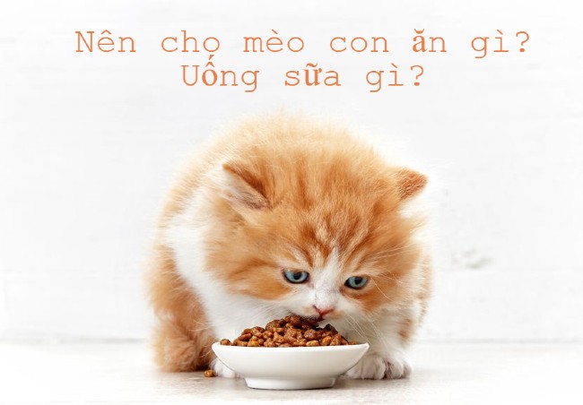 Nhìn mèo con ăn chuối thật đáng yêu và ngộ nghĩnh đúng không nào? Hãy xem hình ảnh mèo con ăn chuối để tươi cười và thư giãn nhé!