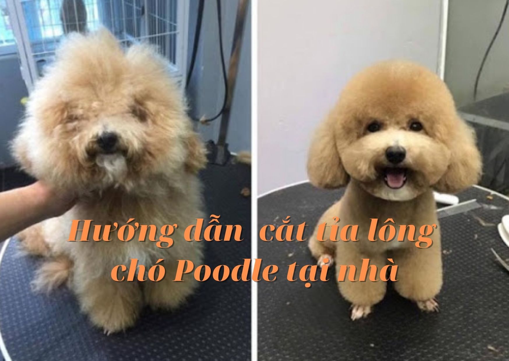 Hãy cùng xem cách cắt tỉa lông cho chó Poodle để cho vẻ ngoài của chúng thật đáng yêu và kiêu sa nhé! Đừng bỏ lỡ bức ảnh đáng yêu này.