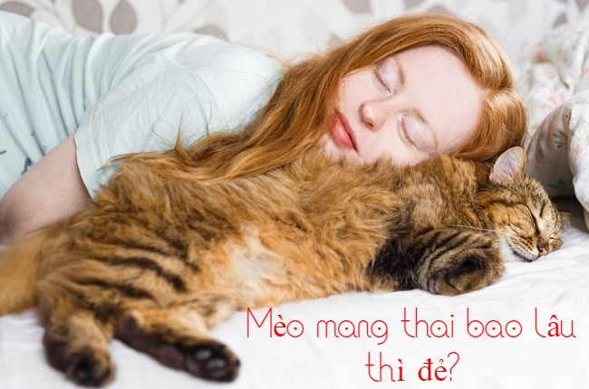 Có bao nhiêu ngày mèo mang thai trung bình?
