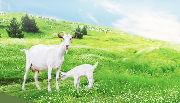 Goat Milk Tablet 620mg hộp 300 viên Costar được sản xuất từ nguồn sữa dê hàng đầu tại Úc