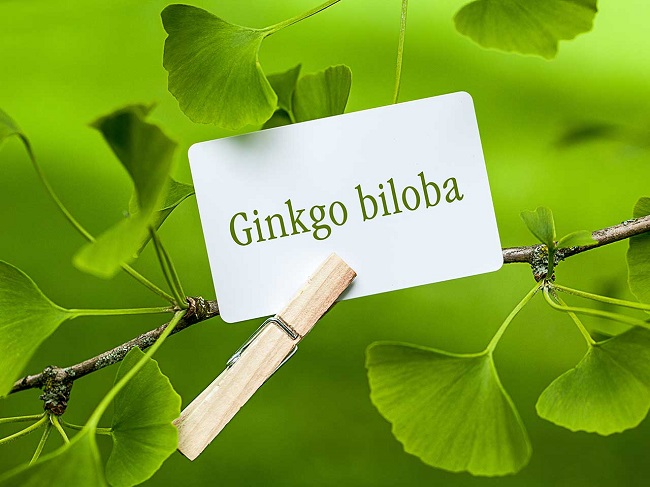 Làm gì khi quên liều uống Ginkgo Biloba 120mg
