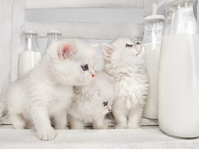 Nên Cho Mèo Con Ăn Gì Để Mập? Uống Sữa Gì?