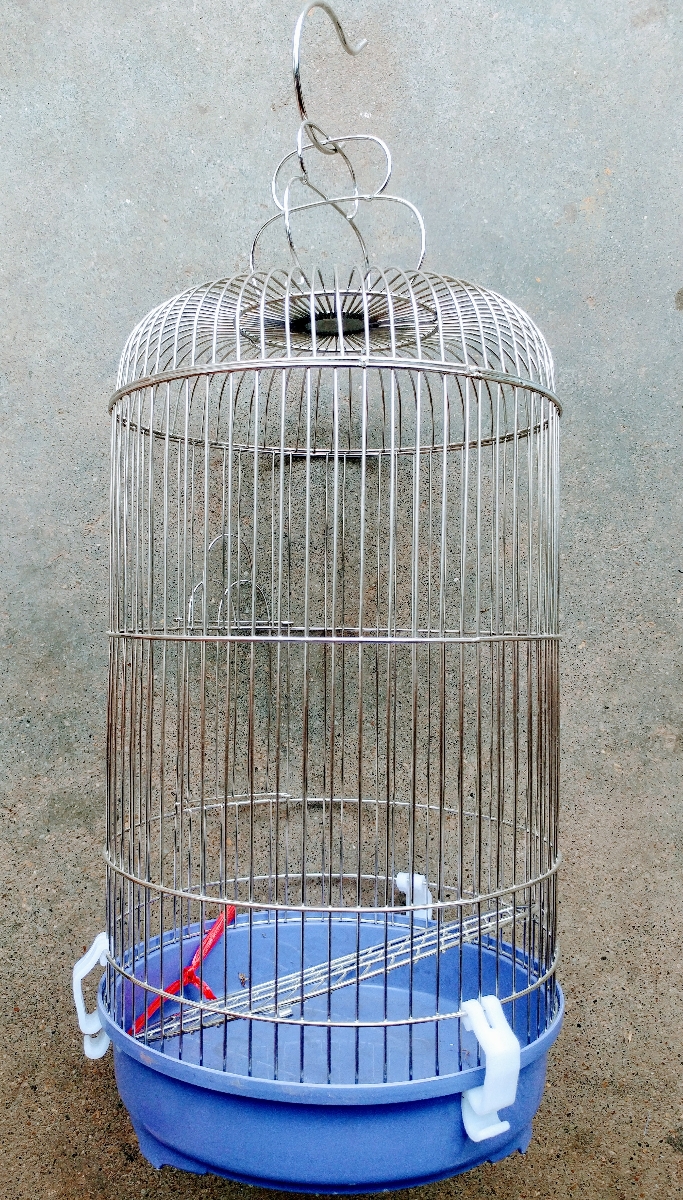 Chim Vành Khuyên hót hay cần nuôi dưỡng ra sao? | Pet Mart