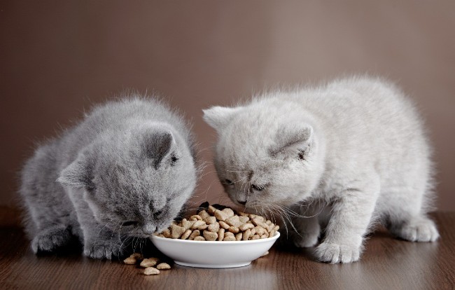 thức ăn cho mèo con