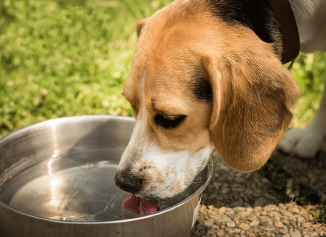 Chó bị tiêu chảy thì nên cho ăn gì?