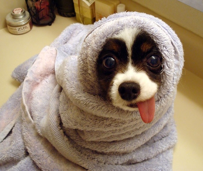 Hướng dẫn cách tắm cho chó con an toàn