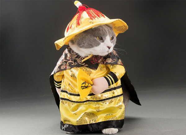 Quần áo mèo hoàng thượng: Cùng khám phá bộ sưu tập quần áo mèo hoàng thượng đầy tinh tế và sang trọng, dành cho những chú mèo của bạn. Đảm bảo khi mặc đồ này, chúng sẽ trông như những vị hoàng đế thật sự.