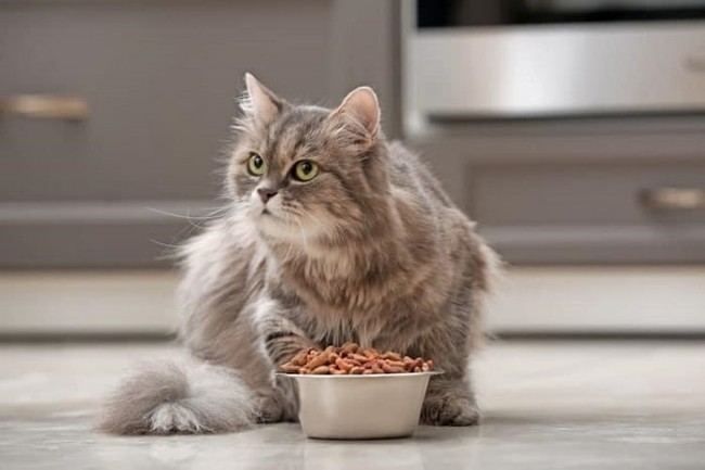 Thức ăn khô cho mèo