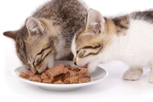 Thức ăn ướt cho mèo