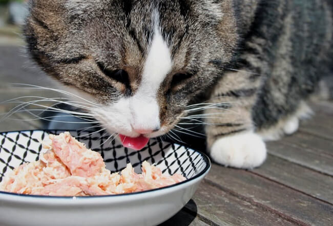 Không nên cho mèo ăn hành và tỏi