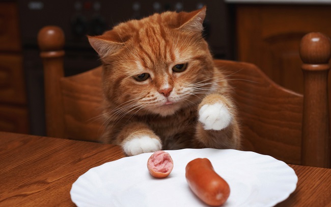 Mèo ăn xúc xích được không