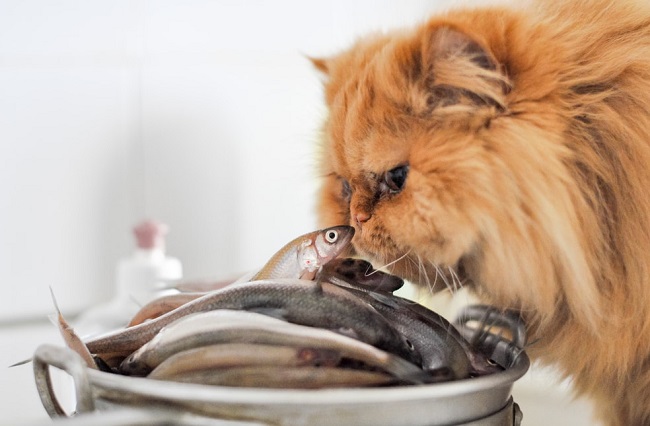 Xương món ăn hỗ trợ tốt cho răng và nướu của mèo