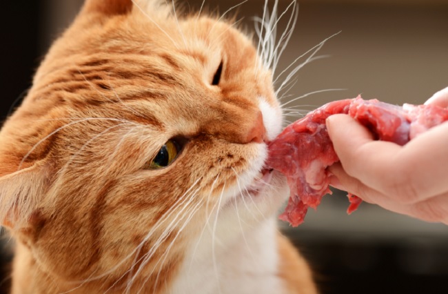 Nên Cho Mèo Ăn Gì? Không Nên Cho Mèo Ăn Gì? Bạn Đã Biết