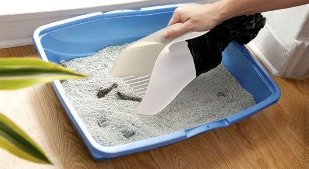 cát vệ sinh cho mèo là giống cát có chứa các hợp chất