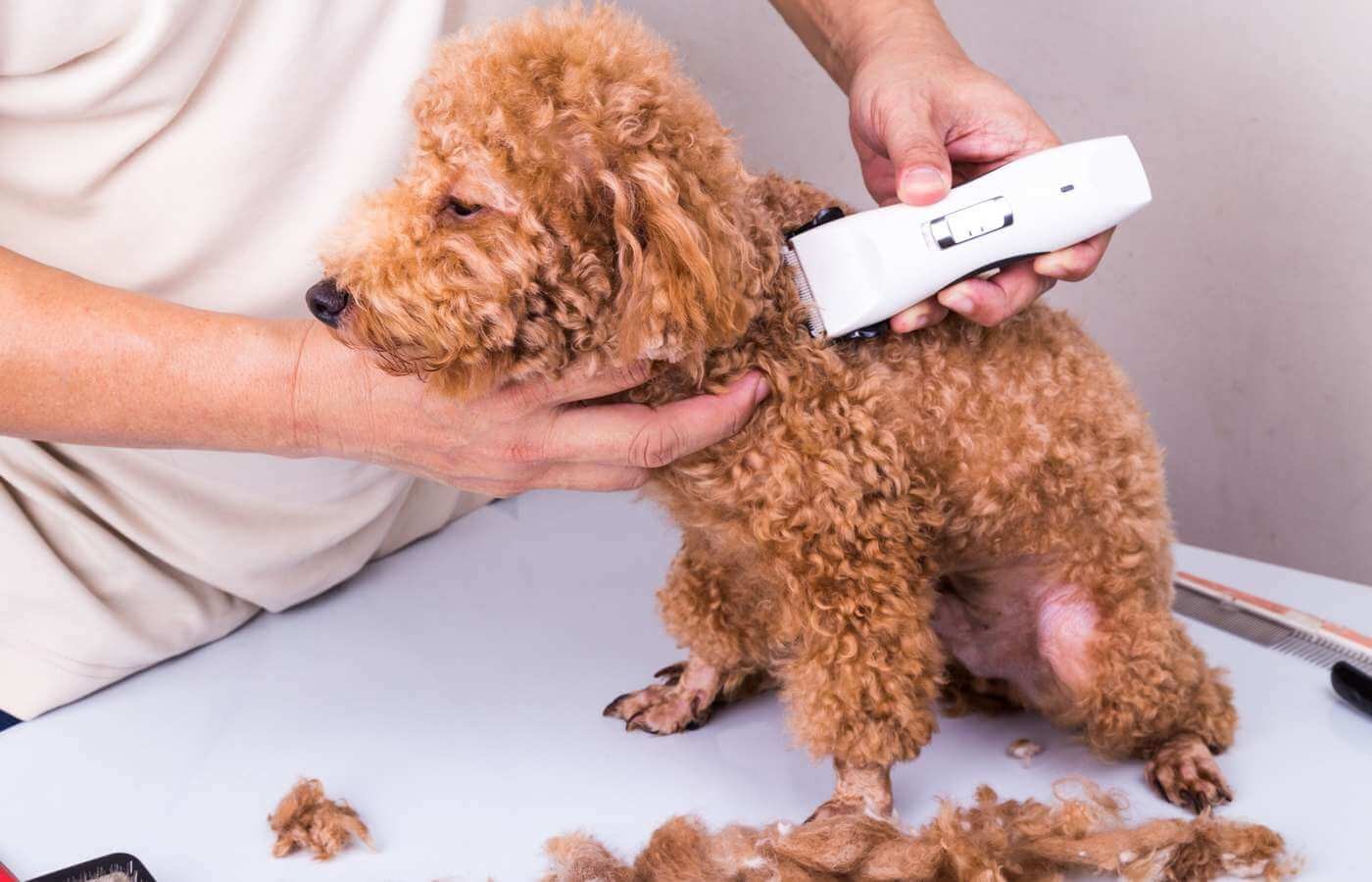 Sử dụng máy sấy tóc cho chó để loại bỏ đi lông thừa