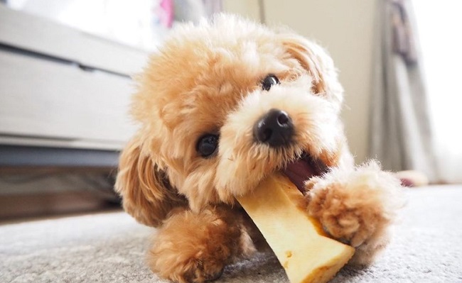 Chế độ dinh dưỡng khoa học giúp ngăn ngừa bệnh Cushing ở chó Poodle