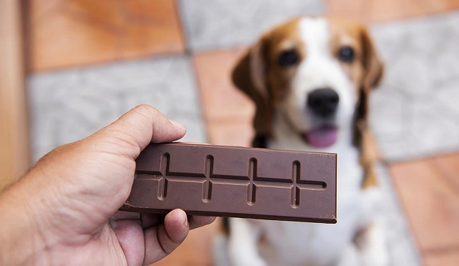 Chó có thể ăn sô cô la?