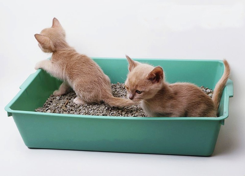 Cách dạy mèo đi vệ sinh đúng chỗ bằng thau cát sinh học