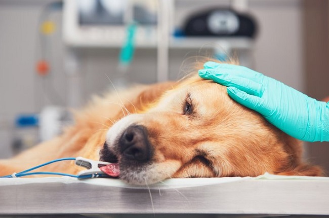 Đưa con chó của bạn đã ăn sô cô la đến bác sĩ thú y càng sớm càng tốt