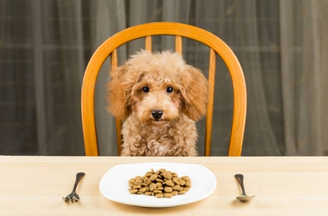 Nên cho chó Poodle ăn gì khi sử dụng thức ăn chế biến sẵn