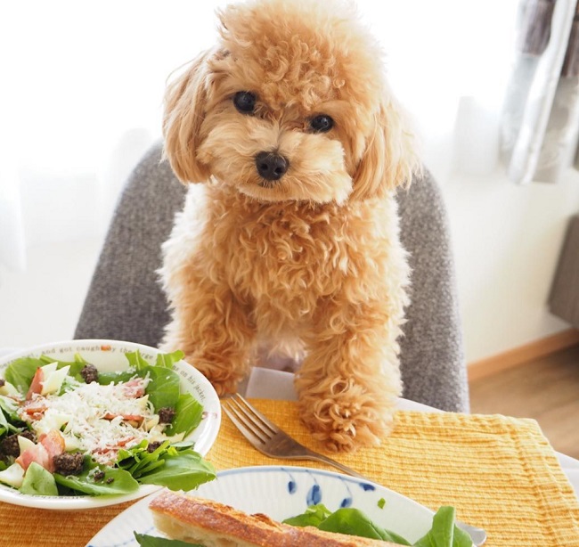 Nên cho chó Poodle ăn gì khi sử dụng thức ăn nấu tại nhà