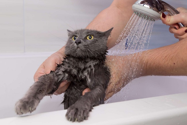 Làm thế nào để tắm cho một con mèo con?