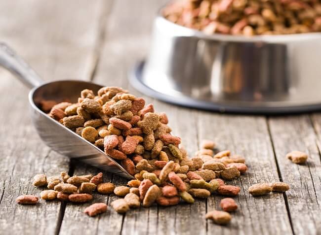 Thận trọng khi chọn thức ăn hạt cho chó nếu chú chó của bạn từng bị dị ứng