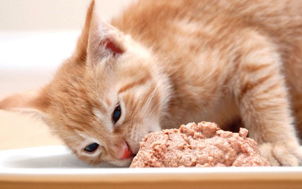 Cách làm pate cho mèo từ gan cần được ngâm qua sữa để loại bỏ chất độc trong gan
