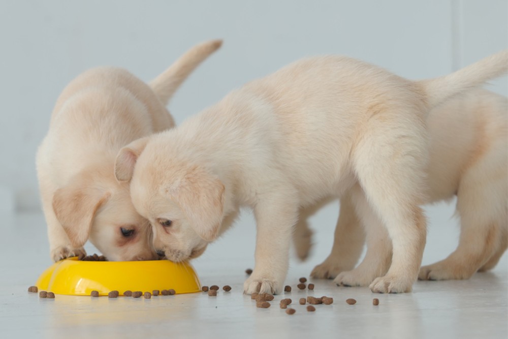 Top 10 Thức Ăn Cho Chó Con Đủ Dinh Dưỡng Được Yêu Thích Nhất 2022