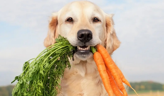 Chó ăn cà rốt