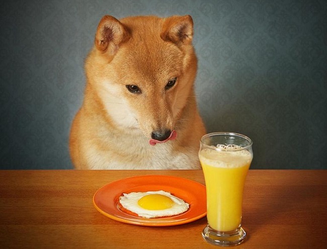Chó ăn trứng