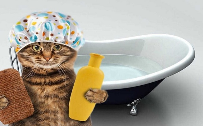 Chọn sữa tắm cho mèo có thành phần dịu nhẹ