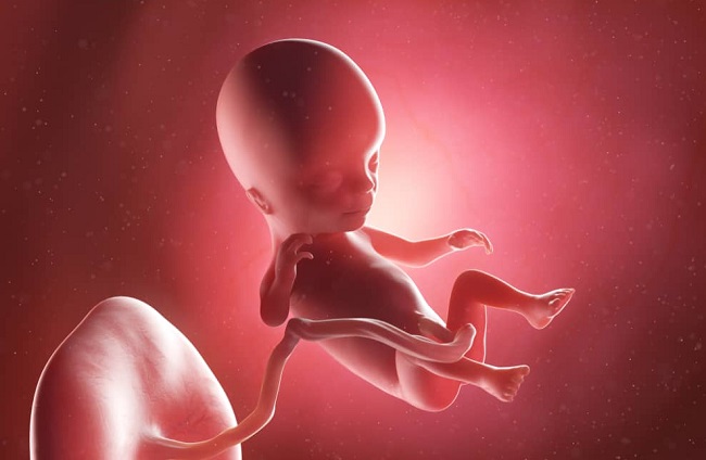 Hình ảnh siêu âm thai nhi 14 tuần tuổi chưa xác định chính xác trai hay gái