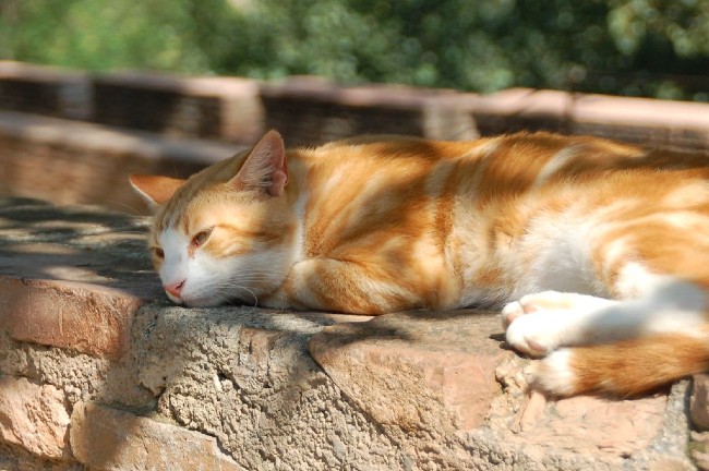 Lông mèo giúp làm ấm vào mùa đông và làm mát vào mùa hè