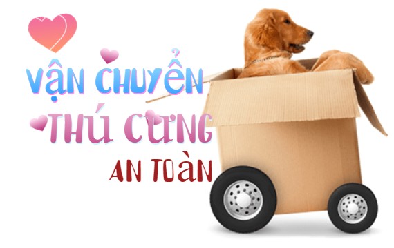 Kinh nghiệm vận chuyển chó mèo bằng ô tô an toàn