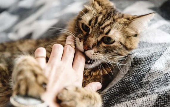 Bị mèo cắn có sao không?  Ăn gì và điều trị như thế nào?