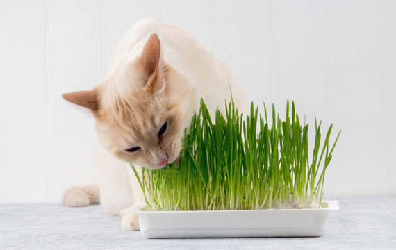 Cỏ mèo hỗ trợ tiêu hóa cho thú cưng của bạn
