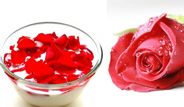 Cách xóa môi thâm bằng cánh hoa hồng và sữa