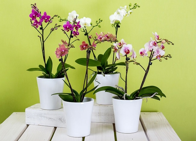 Orkide - Dhurata Tet për prindërit